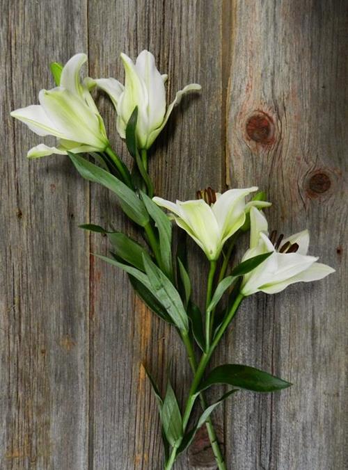 NOVA SCOTIA 2/3 BLOOM WHITE LA LILIES